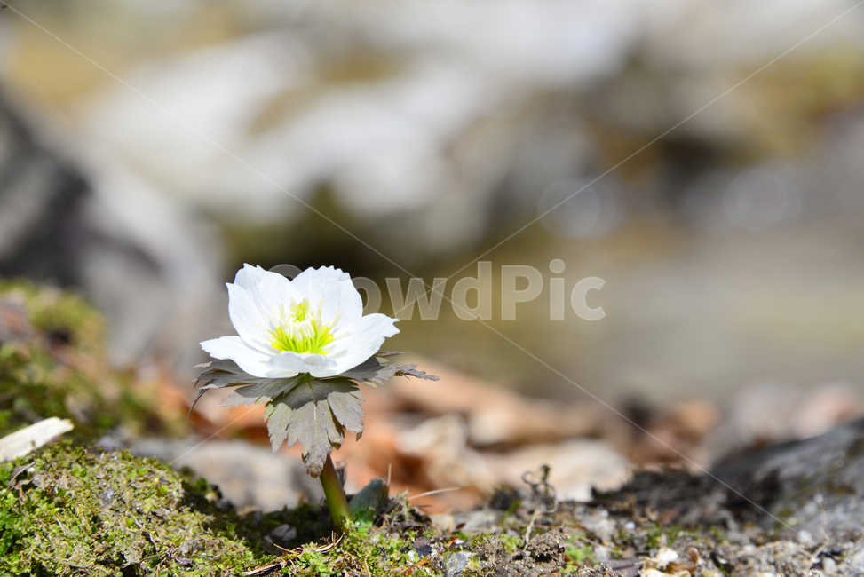 plant,식물,꽃,flower,야생화,봄,spring