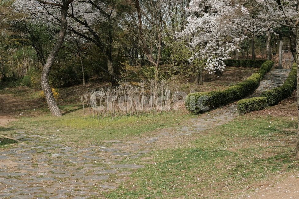 벚꽃,벚꽃나무,자연,봄,계절