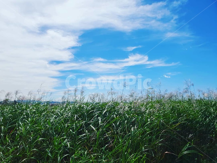 하늘,갈대,구름,길가,하양,풍경,가을,맑음,햇살,자연,풍경,nature,landscape,grass,잔디,plant,식물,vegetation,초목,land,땅,outdoors,옥외