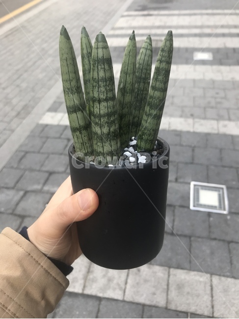 스투키,화분,식물,그린인테리어,식당개업화분