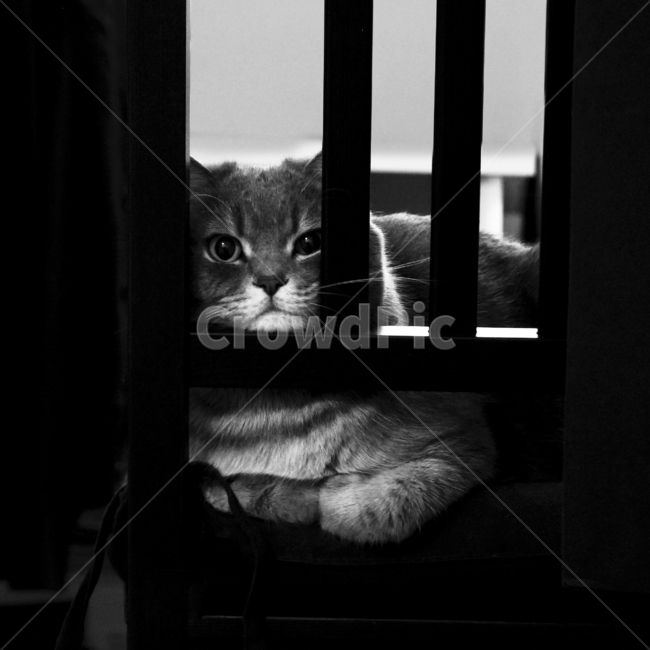 스코티쉬스트레이트,고양이,모델고양이,스코티쉬,아기고양이,분위기있는고양이,귀여운고양이,이쁜고양이,동물,animal,포유류,mammal,고양이,cat,kitten,kitty,흑백,모노톤,monochrome,black and white