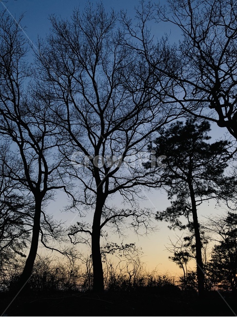 나무,자연,숲,하늘,앙상한가지,겨울나무,석양,자연,풍경,nature,landscape,silhouette,실루엣,tree,plant,식물,outdoors,옥외