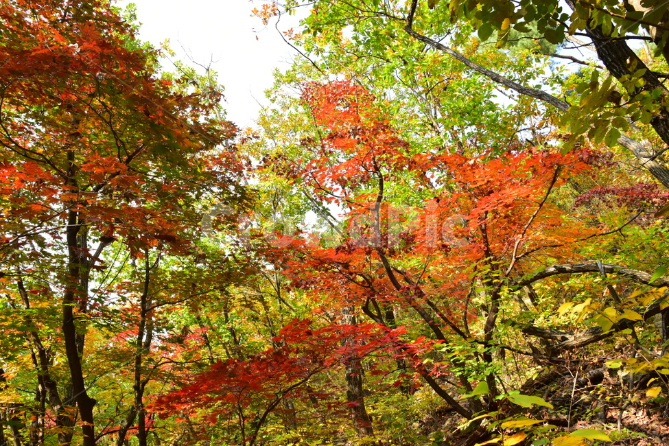 가을,단풍,자연,풍경,북한산,잎,단풍잎,붉은,나무,계절,계곡,숲,힐링,plant,fall,autumn,season,forestnature,landscape,한국자연풍경,한국자연경관,korea,tree,maple,leaf,가을,계절,fall,autumn,season,자연,풍경,nature,landscape,식물,plants,나무,trees,wood