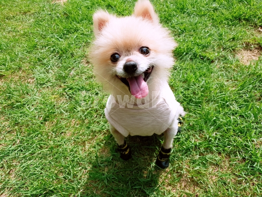 강아지,포메라니안,크림포메라니안,반려견,산책,스마일,행복