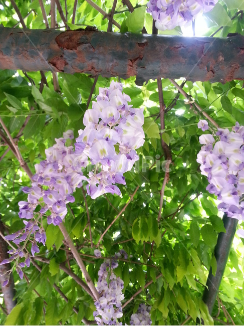 plant,식물,flower,꽃,blossom,담쟁이꽃