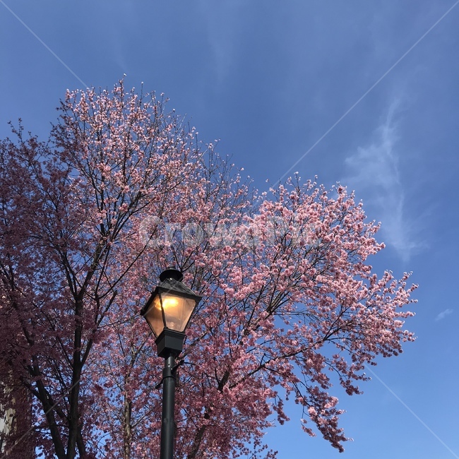 나무,봄,가로등,하늘,감성사진,봄,계절,spring,season