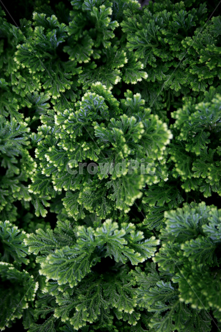 초록,식물,봄,어린잎,초록식물,식물,자연,plants,nature