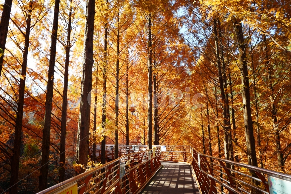 산책,길,단풍,가을,메타세콰이어,나무,가을,계절,fall,autumn,season,자연,풍경,nature,landscape,식물,plants,나무,trees,wood,handrail,난간,banister,railing,path,통로,boardwalk,산책로,building,건물,bridge,다리