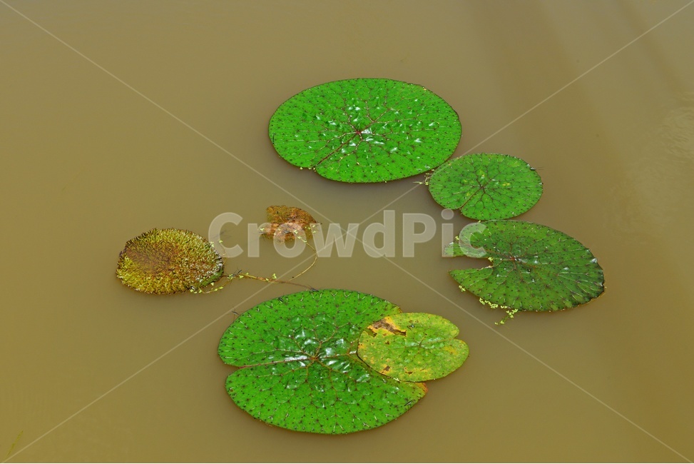 plant,식물,flower,blossom,꽃,leaf,잎,outdoors,옥외,nature,자연,수련,연잎,연못,물
