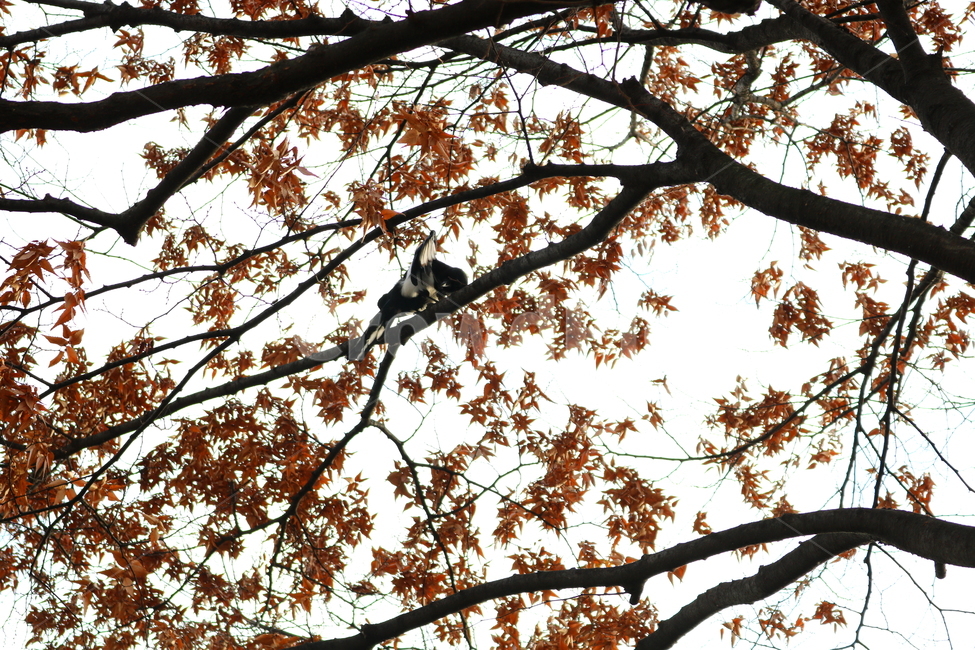 까치,새,조류,동물,까마귀,나무,단풍,가을,하늘,자연,풍경,가을,계절,fall,autumn,season,동물,animal,조류,새,birds,plant,식물,leaf,잎,tree