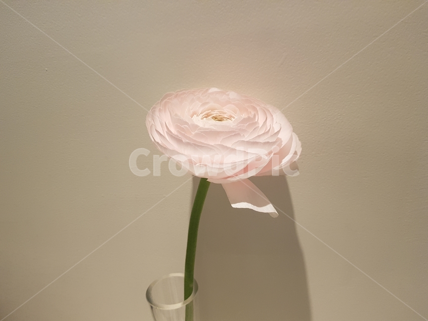 꽃,장미,분롱색,핑크,배경화면