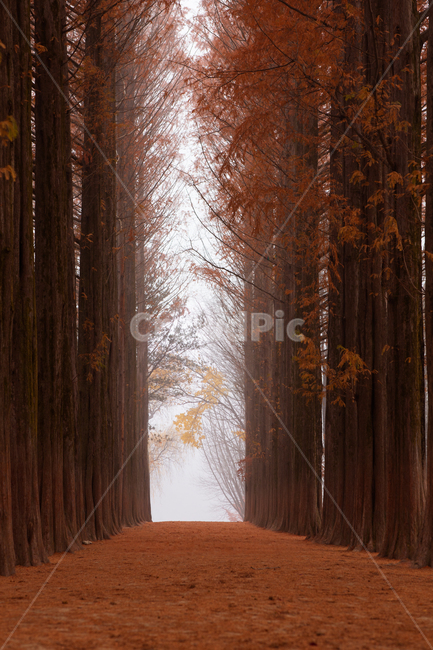 식물,배경,풍경,자연,메타세콰이어,나무,가을,가을빛,만추,계절,기후,붉은빛,가로수,기상,오솔길,길,메타세콰이어길,메타세콰이어숲,숲,삼림,늦가을,단풍,나뭇잎,단풍색,주황색,주황,주황빛,산책로,공원,파크,낙엽,가을색,나무가지,아침,오전,새벽,안개,빛,햇빛,남이섬,관광지,안개낀,autumn,tree,plant,morning,light,가을,계절,fall,autumn,season,자연,풍경,nature,landscape