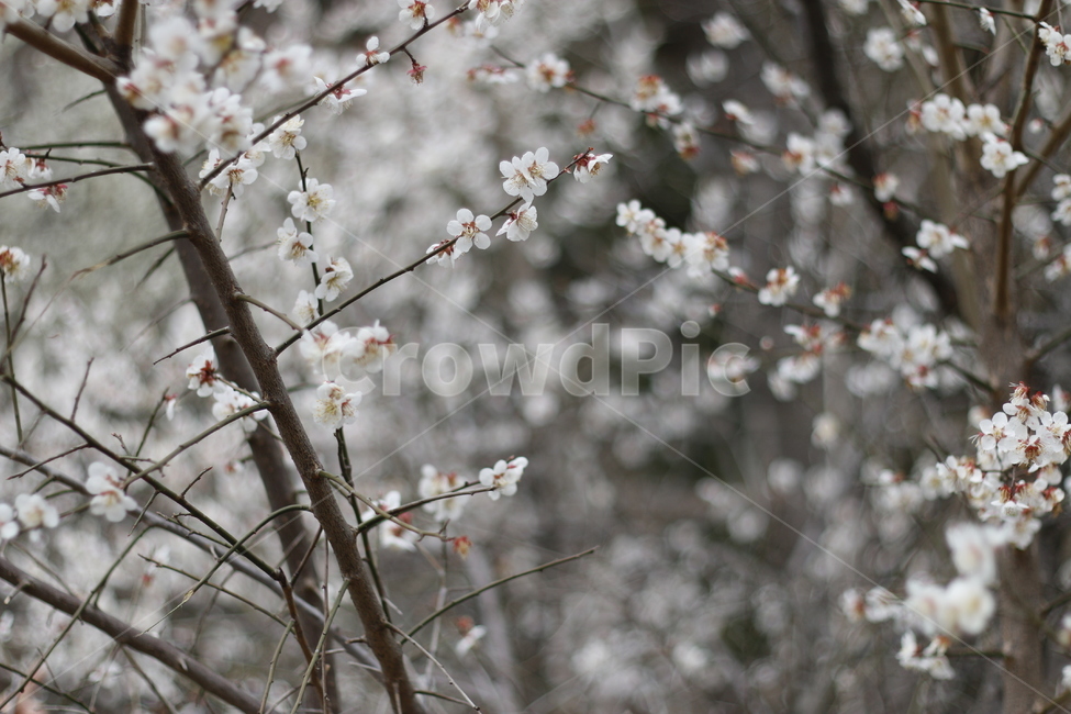 순천,매화,봄,봄꽃,나무,봄,계절,spring,season,plant,식물,flower,꽃,blossom