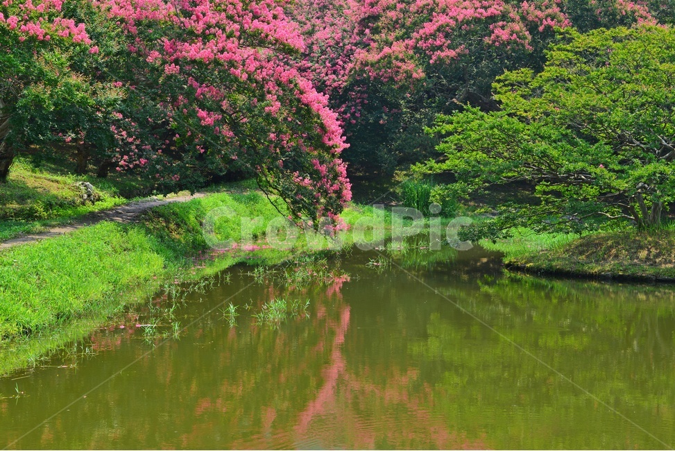 garden,정원,path,통로,water,물,nature,자연,outdoors,옥외,tree,나무,식물,plant,경치,경관,풍경,담양,명옥헌,명옥헌원림,배롱나무,배롱나무꽃
