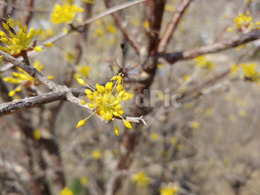 산수유,봄,꽃,자연,식물,3월,식물,자연,plants,nature,꽃,flower