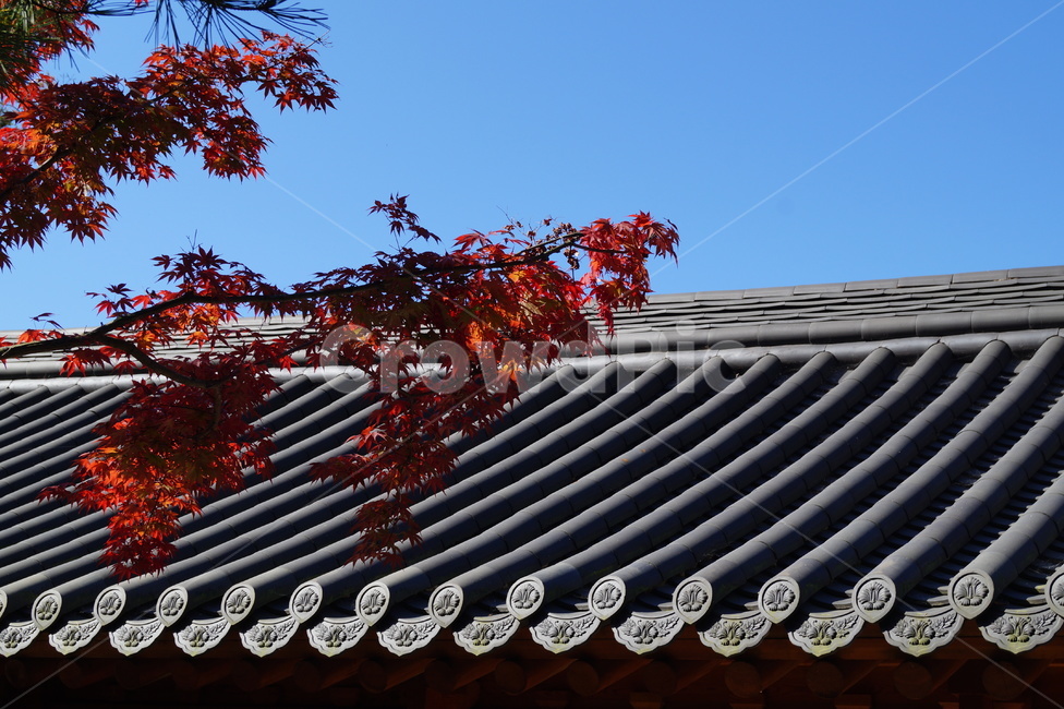 기와지붕,tileroof,지붕,roof,하늘,가을,가을,계절,fall,autumn,season,한국전통,한국문화,korean traditional,korean culture,tile roof,기와 지붕
