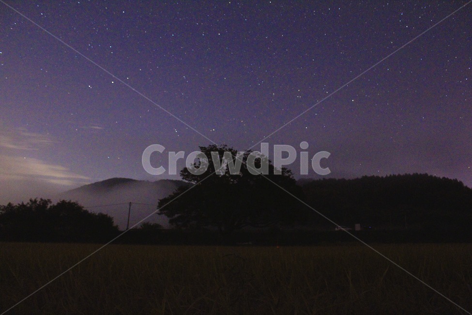 밤하늘,별,밤,나무,물안개,하늘,은하수,자연,풍경,nature,landscape,야경,밤,nightscape,night,outdoors,옥외
