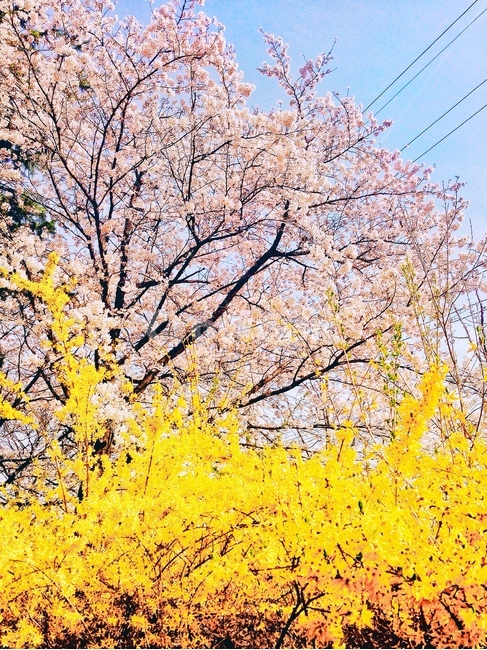 봄,꽃,벚꽃,spring,계절,season,자연,나무,nature,tree,개나리,따뜻함,flower,감성사진,감성,emotion,봄,계절,spring,season,식물,자연,plants,nature,꽃,flower,나무,trees,wood,plant