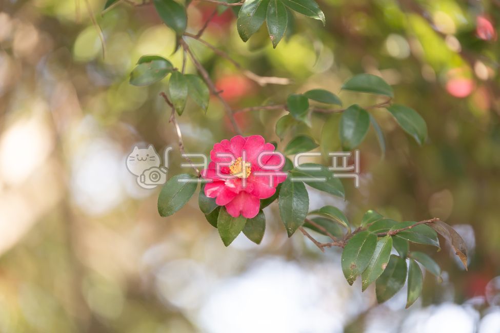 동백,꽃,카멜리아,겨울,붉은꽃,레드,보케,빛방울,꽃잎,나뭇잎,식물,계절,나무,자연,클로즈업,실외,flower,plants,camellia,red,tree,nature,winter