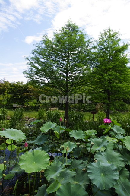 연꽃,수생식물,연못,꽃,flower,식물,plant,자연,nature,하늘,구름