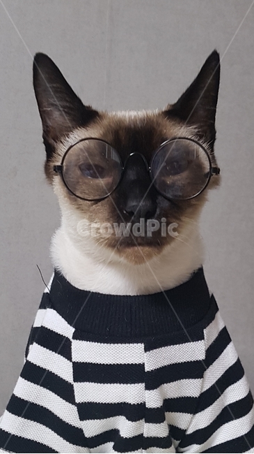 고양이,반려동물,훈남,잘갱김,패션,감성,행복,감사합니다,축하,동물,animal,포유류,mammal,고양이,cat,kitten,kitty