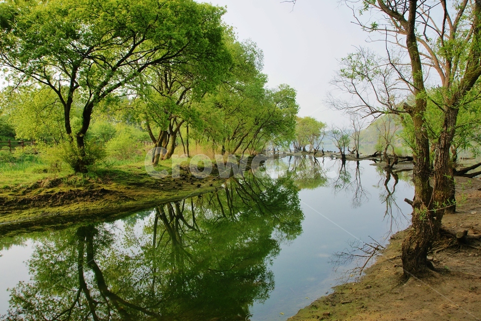 nature,자연,물,강,로하스,느티나무,신록,반영,자연,풍경,nature,landscape