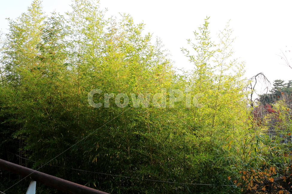 대나무,대,죽,식물,나무,자연,벼과,자연,풍경,nature,landscape,식물,plants,나무,trees,wood,plant