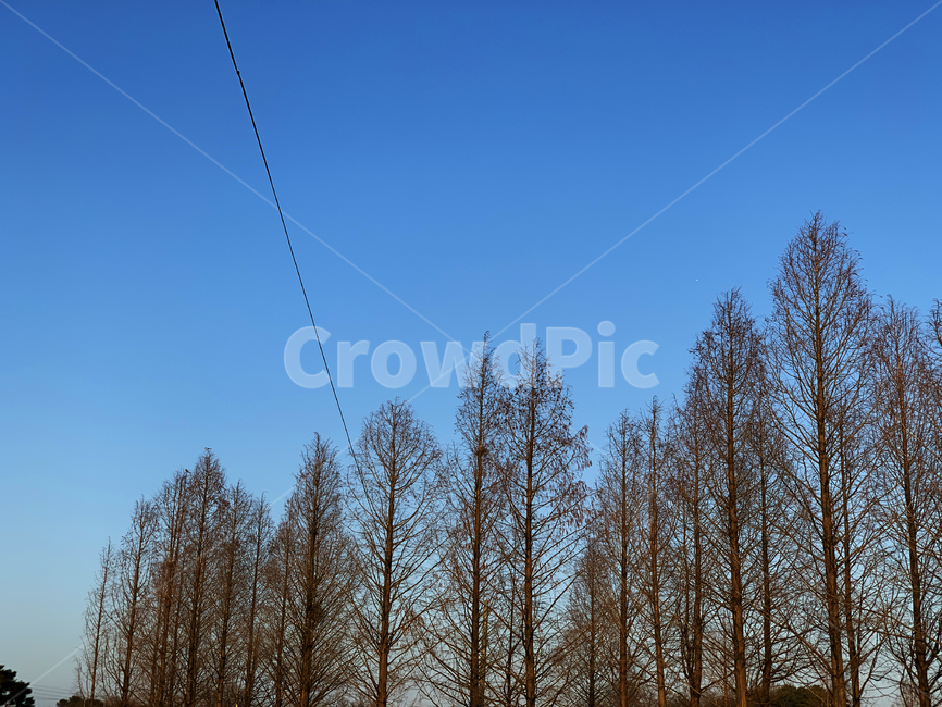 하늘,나무,겨울나무,겨울,계절,나뭇가지,풍경,감성,겨울감성,wood,sky,blue,brown,전선,자연,풍경,nature,landscape,tree,plant,식물