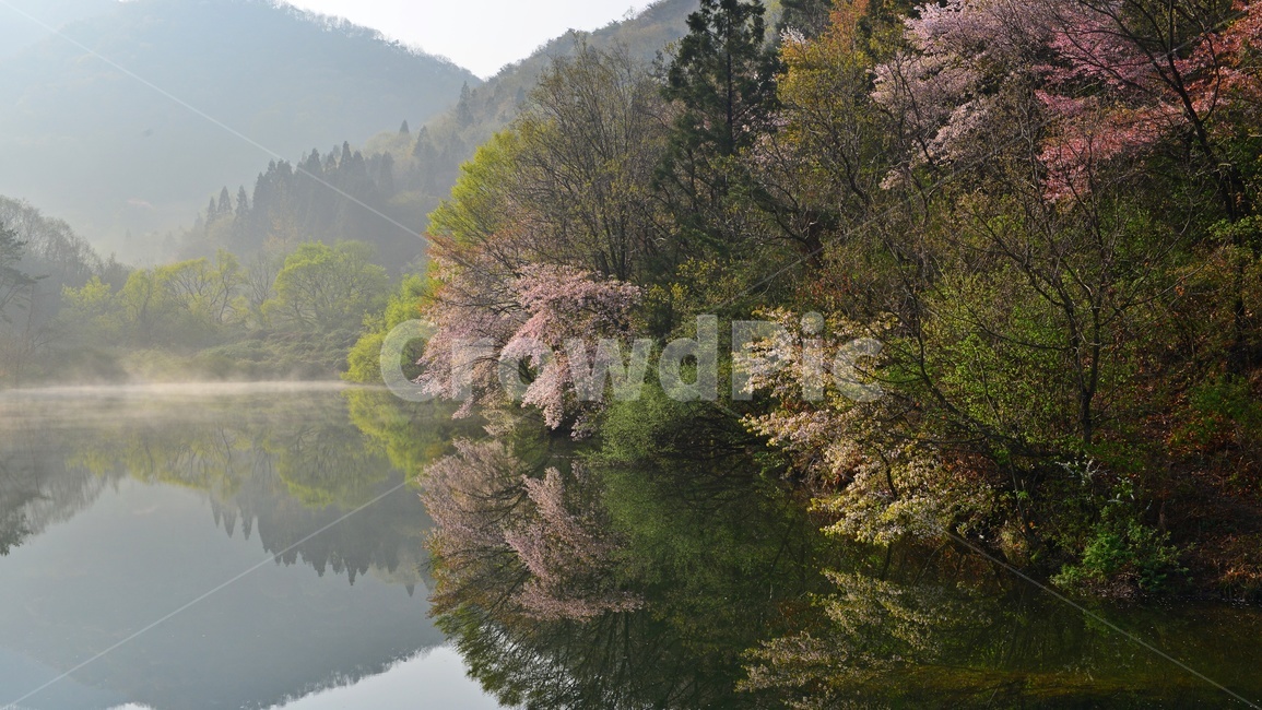 전남,화순,세량지,세량제,저수지,벚꽃,산벚꽃,봄,계절,반영,물안개,여명,아침,nature,자연,outdoors,옥외,water,물,plant,식물,fir,전나무,tree,나무,weather,날씨,경치,경관,풍경