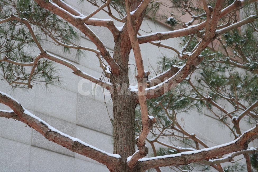 눈,겨울,자연,흰색,나무,식물,초록,snow,yuki,winter,huyu,nature,white,shiro,tree,ki,plants,shokubutsu,green,midori