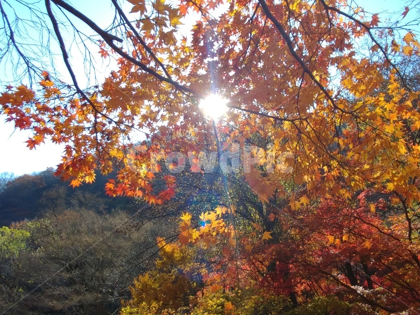 단풍,maple,나무,풍경,가을,plant,식물,leaf,잎,tree