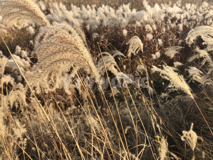 가을,갈대,노을,감성,4계절,가을,계절,fall,autumn,season,자연,풍경,nature,landscape,grass,잔디,plant,식물,lawn,reed