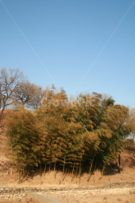풍경,나무,겨울,대나무,식물,하늘,겨울,계절,winter,season,자연,풍경,nature,landscape,식물,plants,나무,trees,wood,tree,plant
