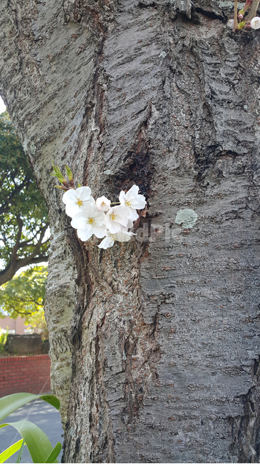 벚꽃,나무,꽃,자연,봄,봄,계절,spring,season,tree,tree trunk,나무 줄기,plant,식물