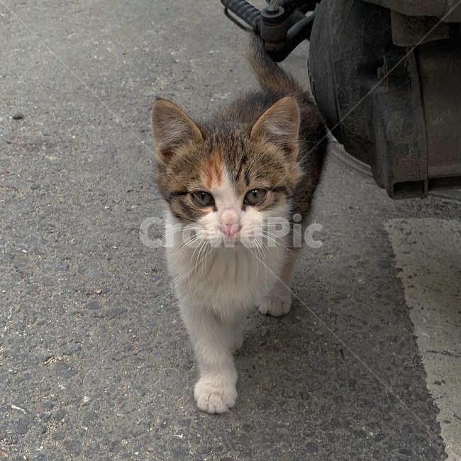 고양이,동물,cat,귀여운고양이,집사,동물,animal,포유류,mammal,고양이,cat,kitten,kitty