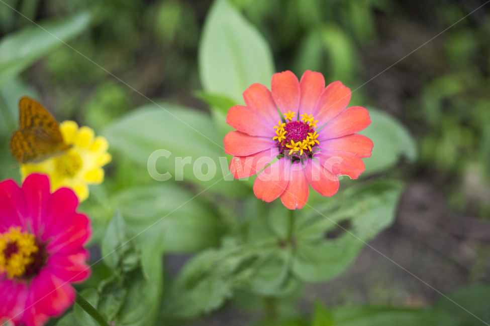 백일홍,꽃,자연,식물,plant,flower,식물,자연,plants,nature,꽃,flower