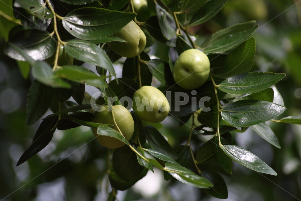 대추나무,대추,풋대추,나무,초록대추,덜익은,덜익은대추,tree,jujube,자연,열매,풀,과일,과일나무,식물,자연,plants,nature,과일,열매,fruit