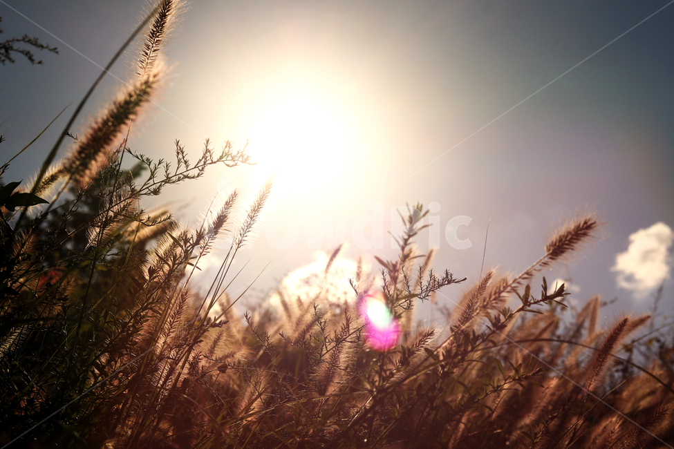 강아지풀,햇빛,가을,따뜻함,따스함,갈대,억새,역광,가을,계절,fall,autumn,season,식물,자연,plants,nature,휴식,힐링,rest,relaxation,healing,light,빛,flare,플레어,grass,잔디,plant,sunlight