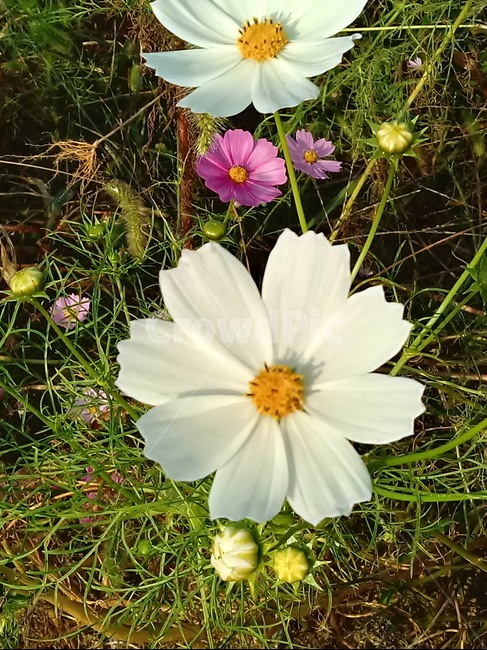 꽃,식물,plant,flower,코스모스,꽃잎,하얀색꽃,식물,자연,plants,nature,꽃,flower