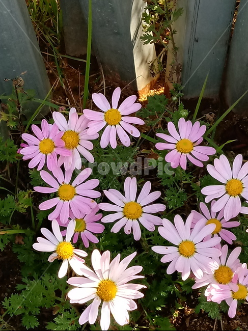 아스타,식물,꽃,flower,plant,(aster,식물,자연,plants,nature,꽃,flower