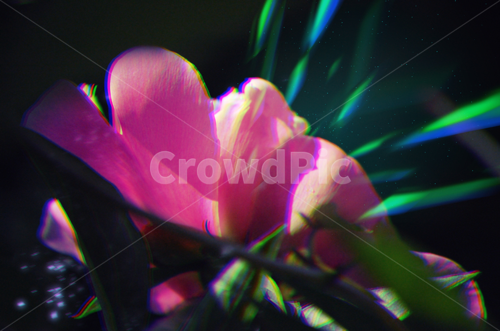 작약,분홍색,핑크색,꽃,빛,특수효과,식물,자연,plants,nature,꽃,flower