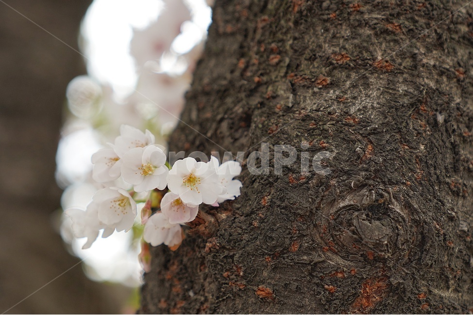 꽃,보케,향기,봄,아웃포커싱,봄,계절,spring,season,식물,자연,plants,nature,꽃,flower,plant