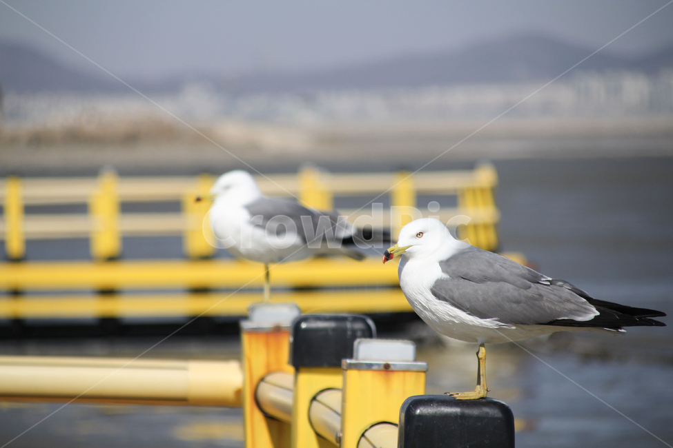 새,갈매기,바다,갯벌,휴식,동물,animal,조류,새,birds