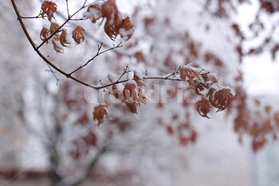 눈,겨울,눈오는날,snow,winter,식물,plant,야외,단풍나무,겨울,계절,winter,season