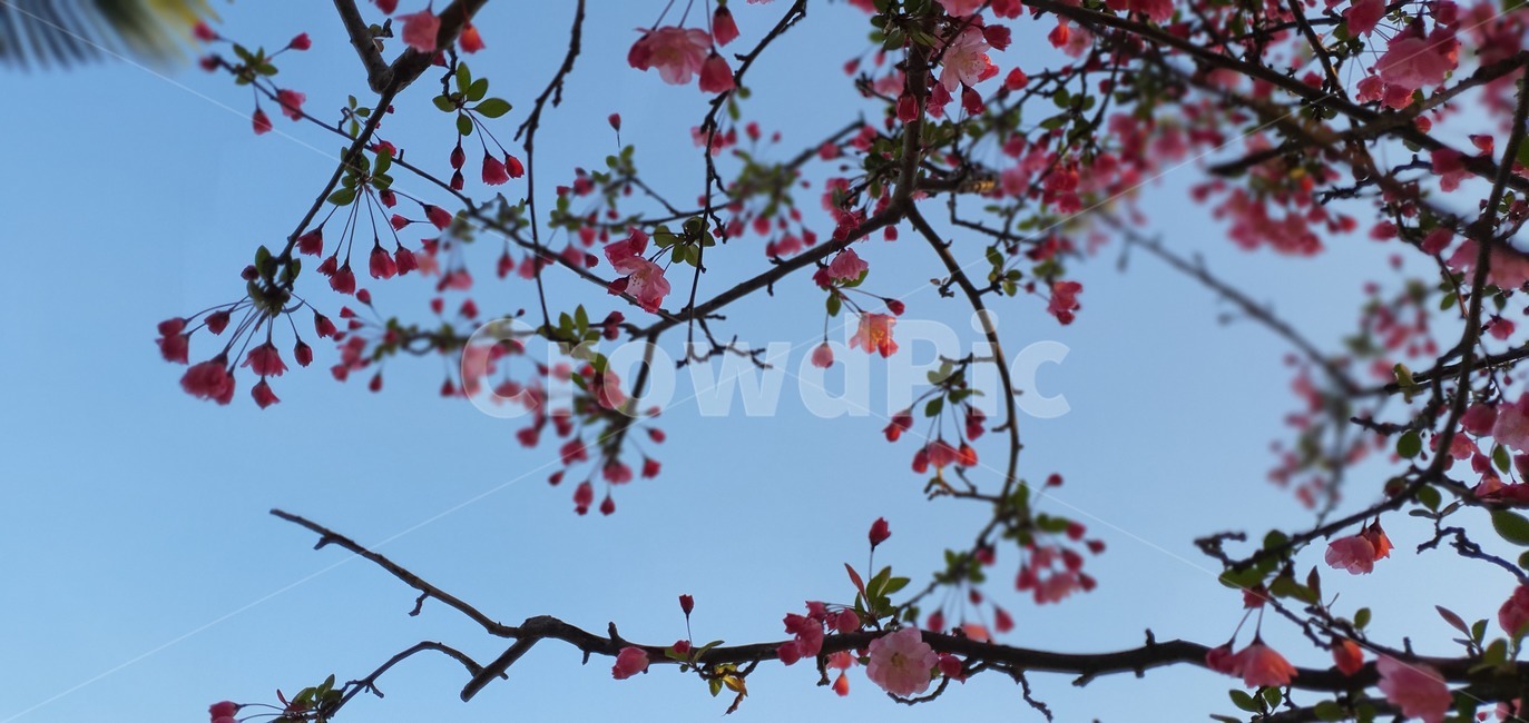 plant,식물,flower,blossom,꽃,해당화,수사해당화,sweetbrier