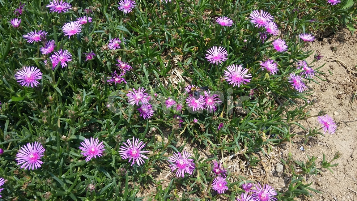 꽃,이름모름,자연,길꽃,향기,식물,자연,plants,nature,꽃,flower