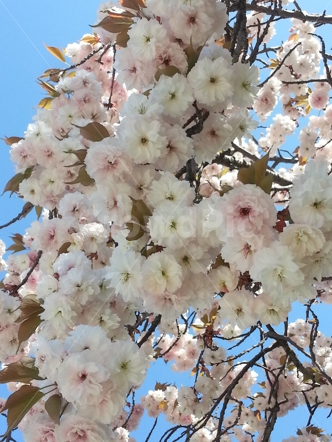 꽃,벗꽃,풍성,나무,하늘,봄,계절,spring,season,식물,자연,plants,nature,꽃,flower,plant,blossom