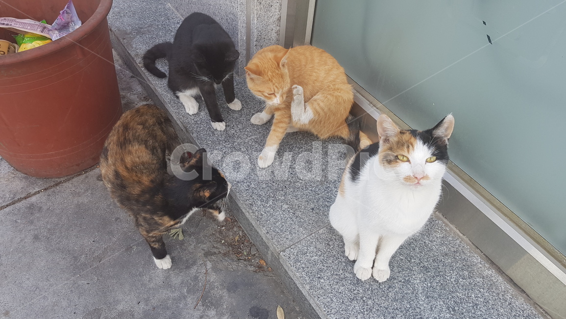고양이,cat,cats,kitty,길고양이,길냥이,고양이들,동물,animal,포유류,mammal,고양이,cat,kitten,kitty