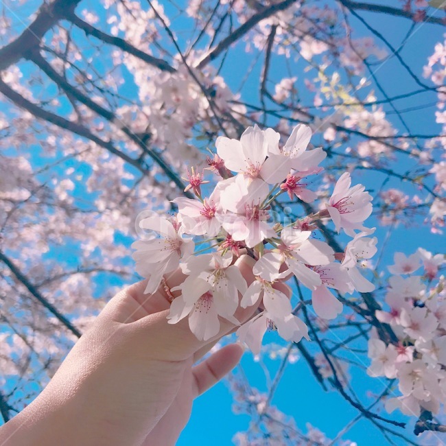 봄,벚꽃,꽃,하늘,cherryblossom벚나무,감성사진,벚나무,핑크