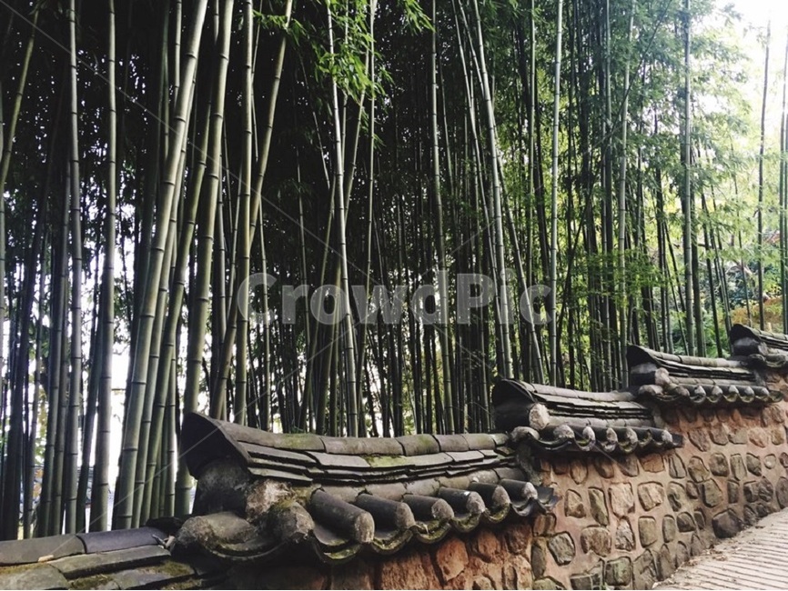 대나무,한옥,식물,기와,지붕,bamboo,plants,koreantraditionalhouse,hanok,roof,rooftile,green,forest,숲,조용한,calm,quiet,silent,자연,풍경,nature,landscape,한국자연풍경,한국자연경관,korea nature landscape,한국전통,한국문화,korean traditional,korean culture,건축물,건물외관,exterior,building,structure,architecture,construction,plant